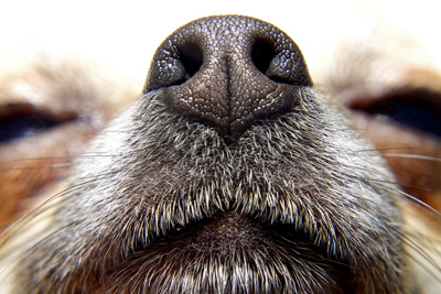 Do you worry about your home smelling of pets?