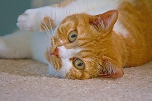 Keep Your Home Flea Free