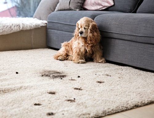 Pets and carpets – our best cleaning tips