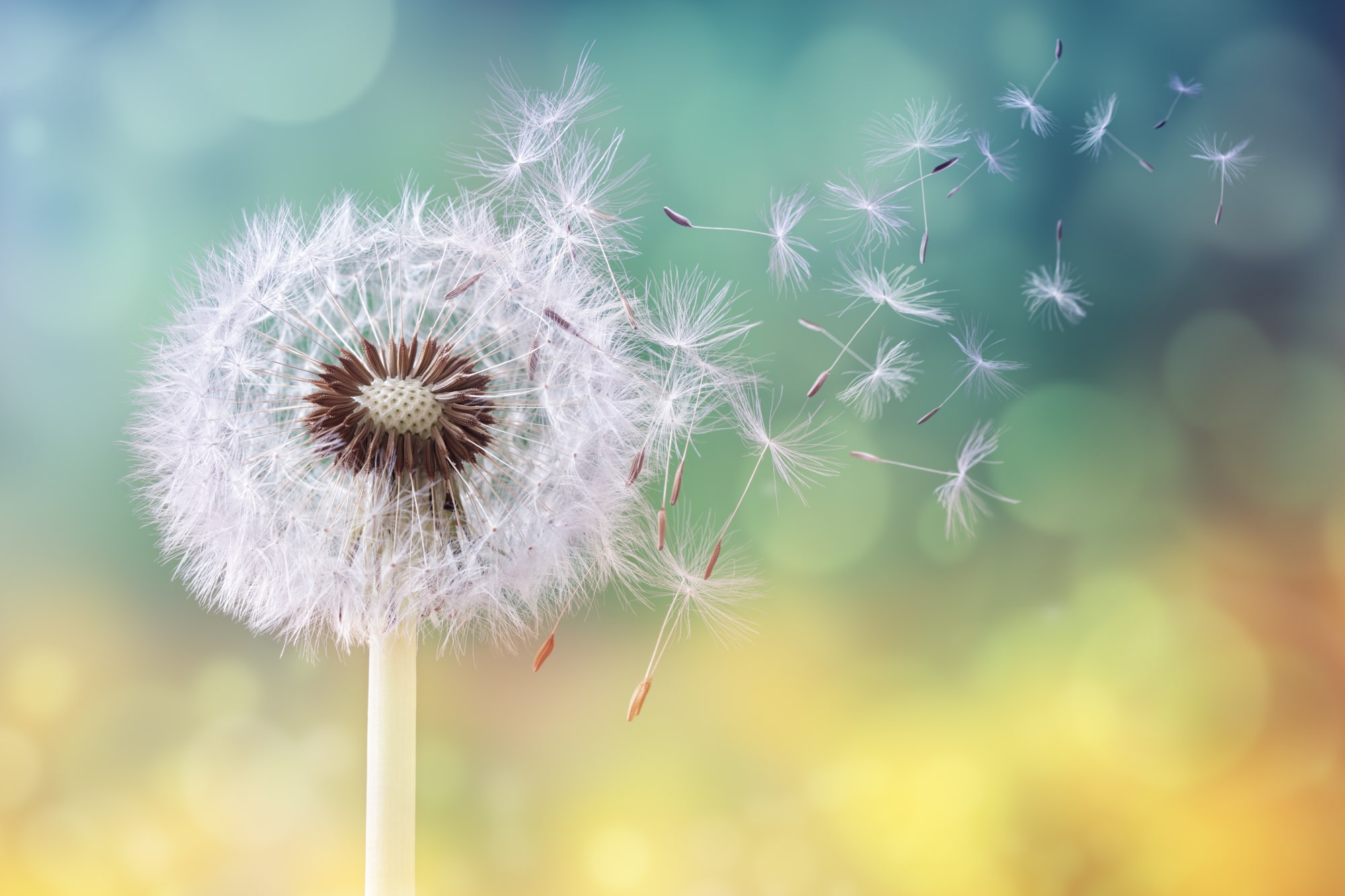 Commercial Cleaning Epsom Reducing allergens in the home – cleaning guide