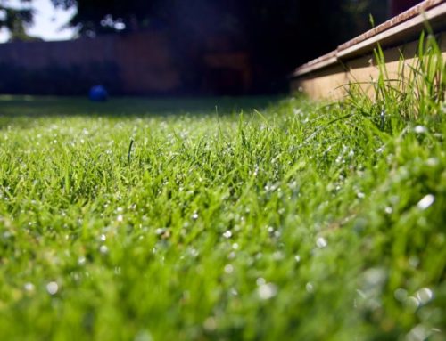Introducing our new garden maintenance services
