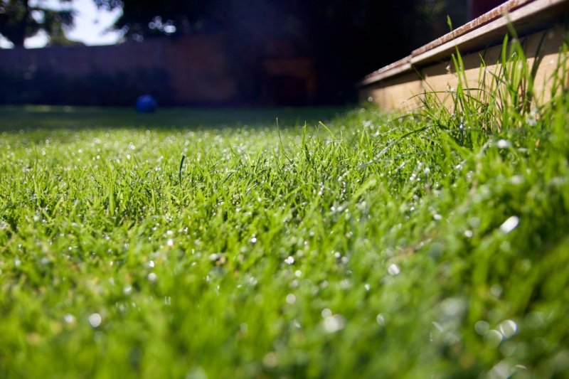 efficient-cleaning-garden-maintenance Introducing our new garden maintenance services